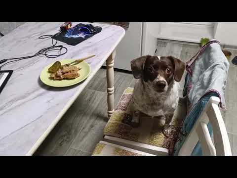  "Hi, I'm Risha, nice to meet you" 