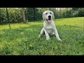 Labrador Retriever welpen kaufen