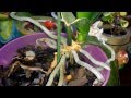 Выращивание и уход орхидеи фаленопсис 