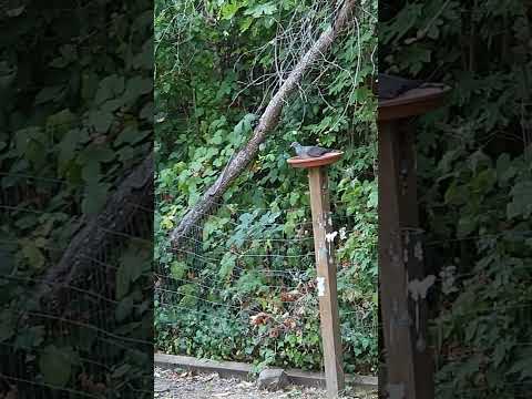 Noshin. #shorts #nature #birds #crow #bandtailedpigeons