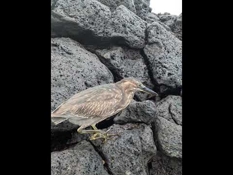 Garza de Galápagos intentando alimentarse en la costa de Isla Santa Cruz.#galapagos#oceanopacifico 🌊