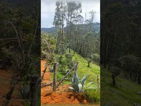 TERRENO RURAL DE 4.7 HECTÁREAS EN SARAGURO, LOJA ($38,252)
