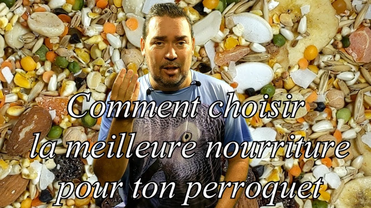 Comment bien nourrir ton perroquet