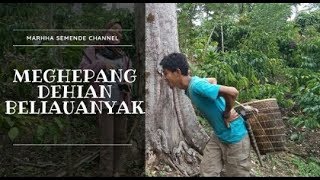 preview picture of video 'Mehepang Durian Beliauanyak #Durian #Semende'