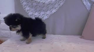 ポメラニアンの動画01