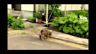 Earl Klugh ( If you're still in love with me )