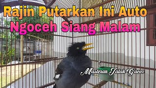 Download lagu Setiap Hari Putarkan Vidio Ini Agar Jalak Kebo Malas Bunyi Jadi Rajin Ngoceh Siang Malam mp3 Download lagu Setiap Hari Putarkan Vidio Ini Agar Jalak Kebo Malas Bunyi Jadi Rajin Ngoceh Siang Malam mp3