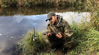 На что клюет в сентябре налим