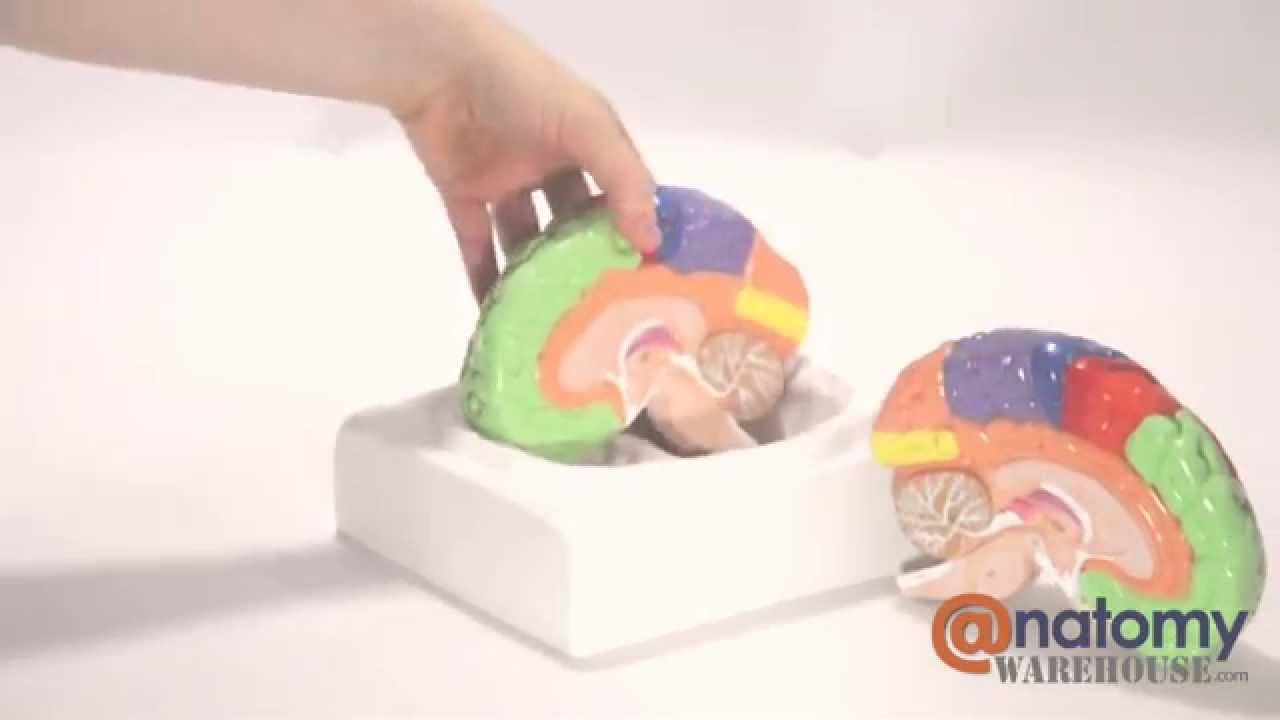 Axis Scientific Life-Size Regional 2-Part Human Brain by AnatomyWarehouse.com