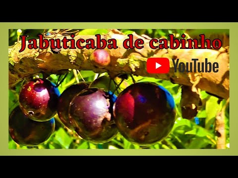 Jabuticaba de cabinho ( Plinia peruviana ou trunciflora) - Youtube