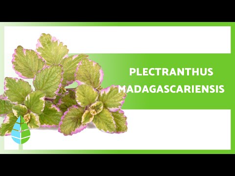 , title : 'VARIEGATED MINTLEAF Care (Plectranthus madagascariensis) 🌿 Irrigation, Substrate, Reproduction...'