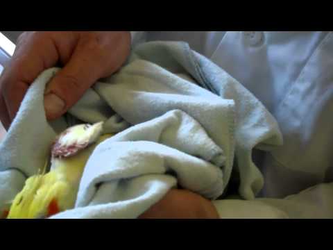 Cockatiel Exam Skin Growth