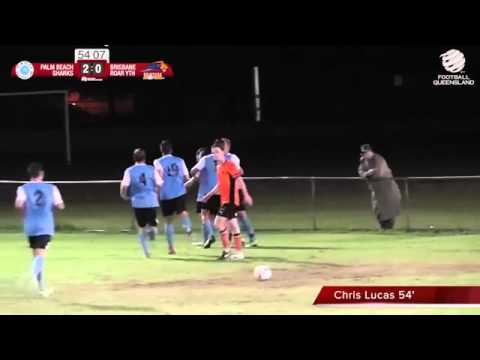 2014 NPL Queensland Round 11 Palm Beach Sharks v Brisbane Roar NYL