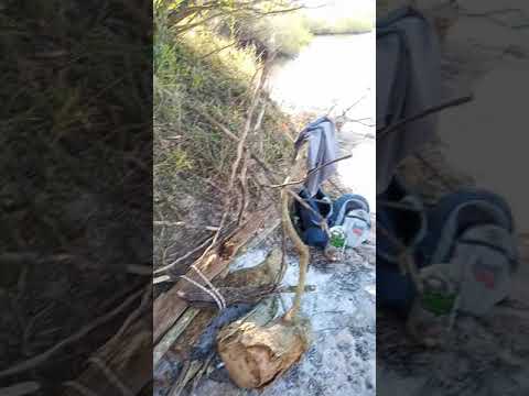 Eucalipto quemado, arroyo negro ciudad de Paysandú