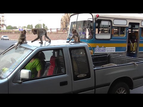 Monkeys in the city. They are everywhere.