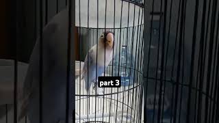 Download lagu Lovebird ngekek gaya unik mp3 Download lagu Lovebird ngekek gaya unik mp3