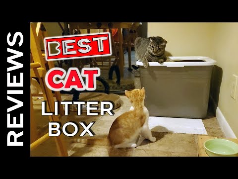 The Best Cat TOP Litter Box EVER