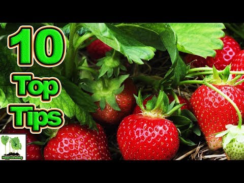 10 Tips To Grow The Best Strawberries Ever