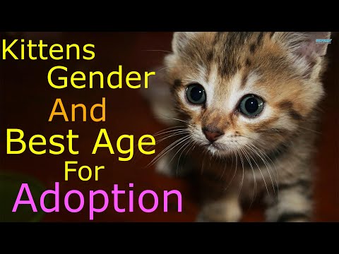 Kittens gender and best age to adopt them