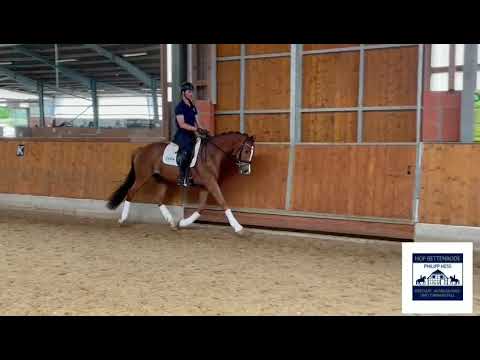 Smilla - Verkaufspferde Hof Bettenrode