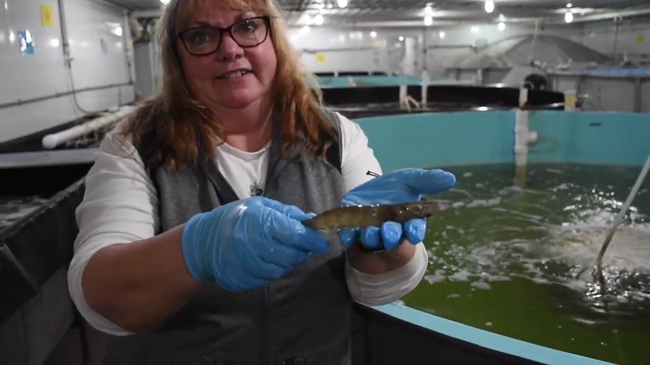 Indoor Shrimp Farming