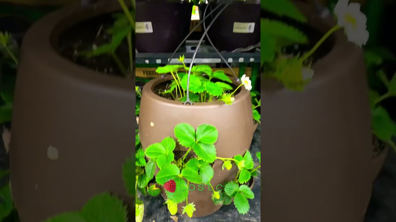 Costco Strawberry Plant 🍓