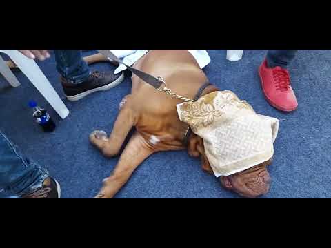 Dog's sleeping /Niveditha doggies world