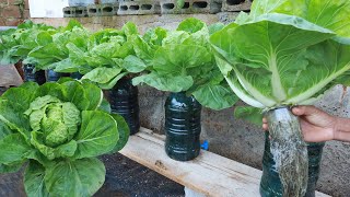 How to grow hydroponic cabbage in recycled plastic bottles at home