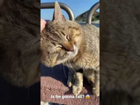 Tabby cat is crazy about pets