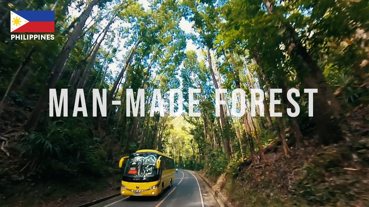 Embark on a captivating virtual tour through Bilar Man-Made Forest.