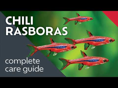 What I Learned Keeping Chili Rasboras