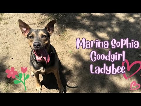 Dog for adoption - Marina Sophia Goodgirl Ladybee, a Weimaraner &amp; Doberman Pinscher Mix in ...