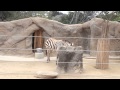 Zebra At The SAN DIEGO ZOO