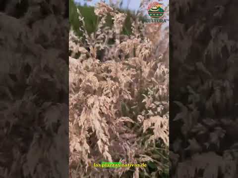 La represa de los pinos socotá boyacá #boyacacolombia #campo #turismo