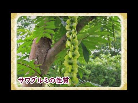  2月にクルミの木を剪定できますか? 「はい」の場合、どのように操作しますか? 2024 年のガイド  庭園