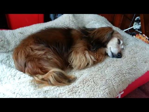 download lagu mp3 mp4 Lekker Koese, download lagu Lekker Koese gratis, unduh video klip Lekker Koese