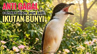 Download lagu toet toet cendet gacor suara ALAMI yang bikin cendet diampun pastikan ikutan bunyi dengar suara ini mp3