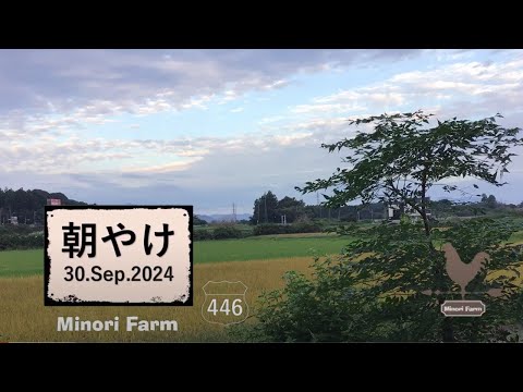 ランナービーン インゲンマメ栽培 庭のアイデア 種子