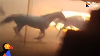 Men Run Into Burning Barn To Save Horses Trapped by California Wildfires | The Dodo