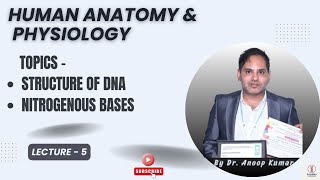 Structure of DNA | Nitrogenous Bases | @pharmadecoded.i 1st sem