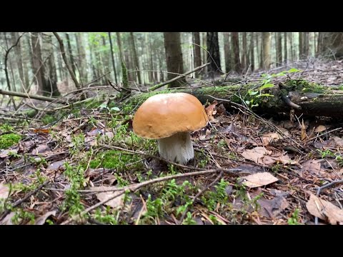 GRZYBY 2022 #3 PIĘKNE PRAWDZIWKI, GRZYBOBRANIE Z AGĄ (wrzesień 2022)