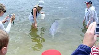 preview picture of video 'Feeding the dolphins at Tin Can Bay'