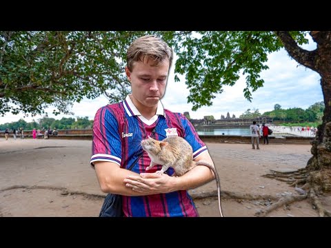 Kæmpe rotter og maveproblemer i Cambodia...