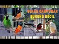 SUARA BURUNG KECIL CAMPURAN GACOR