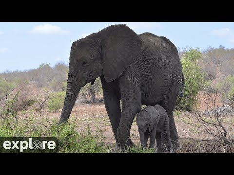 image-Can elephants and humans live together?