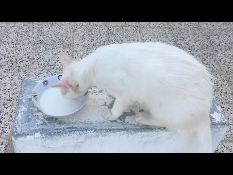 Masti with cat / Nandini’s lifestyle