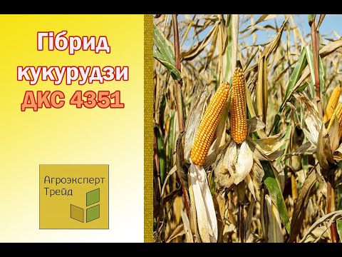 Кукурудза ДКС 4351 🌽 - опис гібрида 🌽
