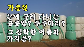 공룡알/두루마리/마시멜로의 정확한 이름과 가격은?