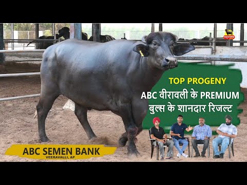 ABC VEERAVALLI के PREMIUM BULLS के शानदार रिजल्ट || TOP PROGENY ABC SEMEN BANK VEERAVALLI FARM