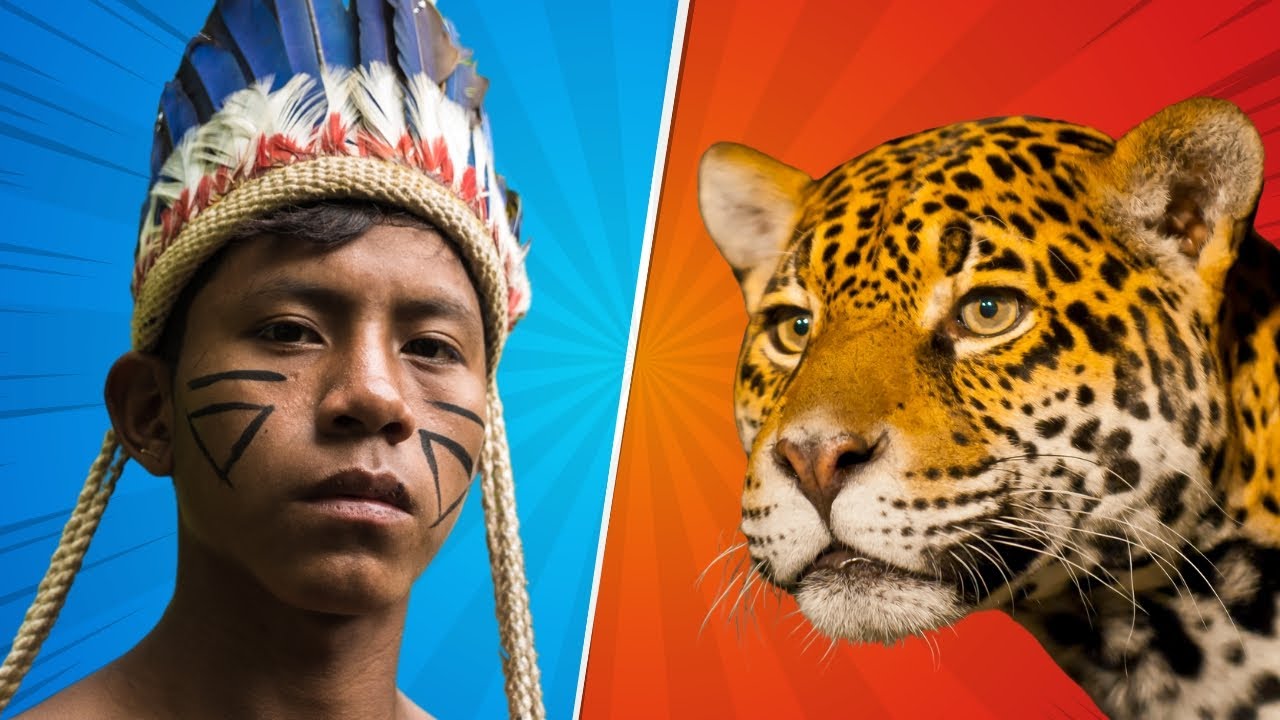 ONÇA PINTADA que matou o caseiro OS ÍNDIOS  não ESTÃO DIZENDO A VERDADE?